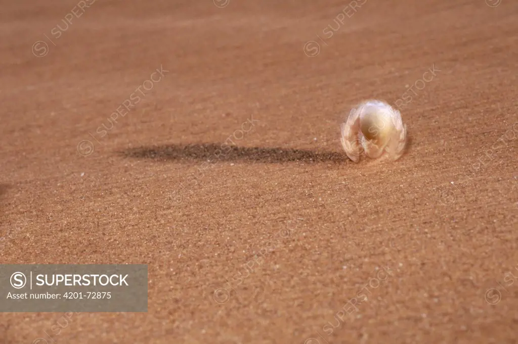 Wheel Spider (Carparachne aureoflava) wheeling across sand dune escape predators, Namib Desert, Namibia