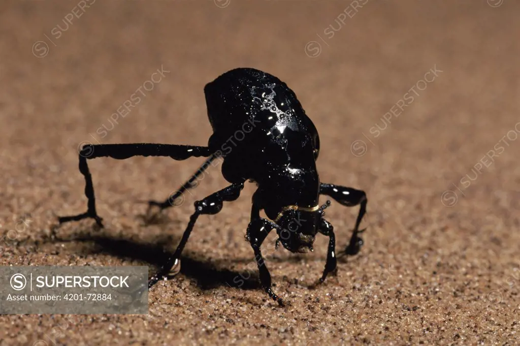 Darkling Beetle (Onymacris unguicularis) drinking, Namib Desert, Namibia