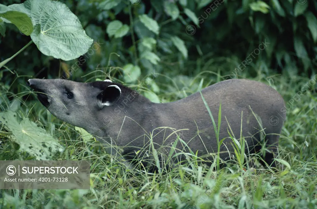 Brazilian Tapir (Tapirus terrestris) foraging in the Amazon rainforest, Peru