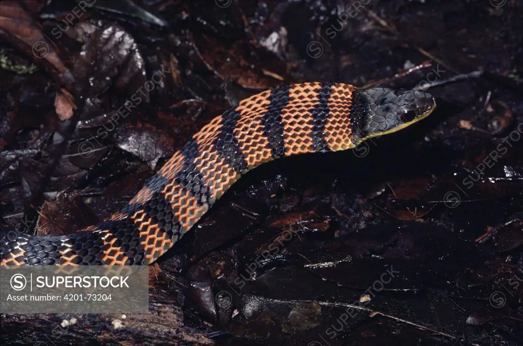 Fire-bellied Snake (Leimadophis epinephalus) harmless mimic of coral snake, defensive display, cloud forest, Costa Rica