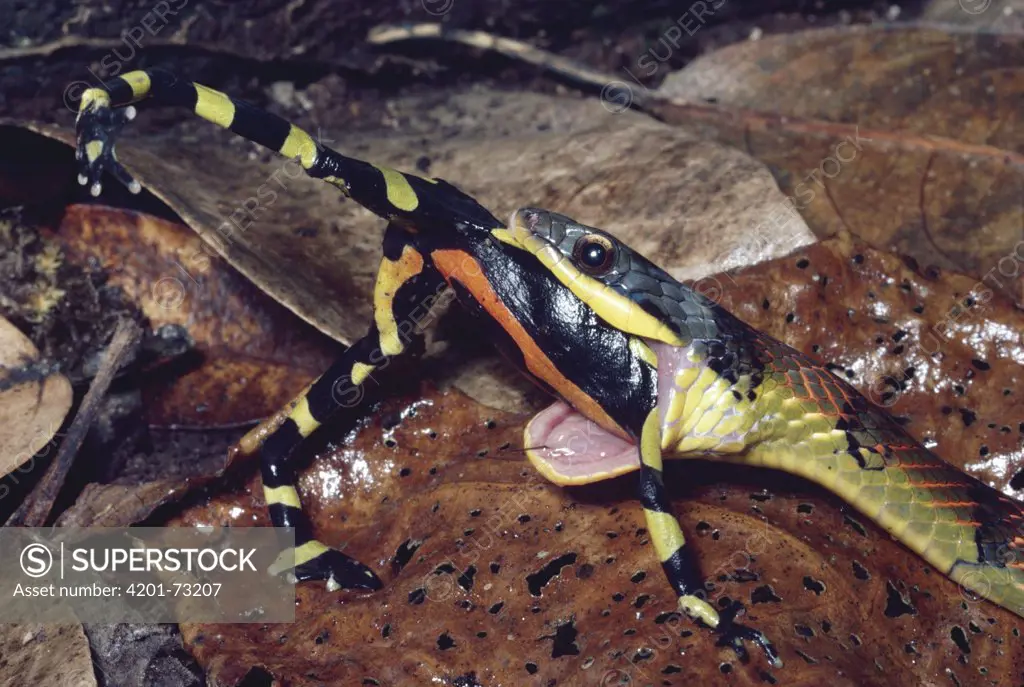 Fire-bellied Snake (Leimadophis epinephalus) swallowing a poisonous Harlequin Frog (Atelopus varius) cloud forest, Costa Rica