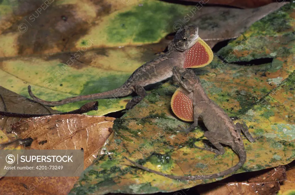 Ground Anole (Norops humilis) two males in a display of dominance, rainforest Costa Rica