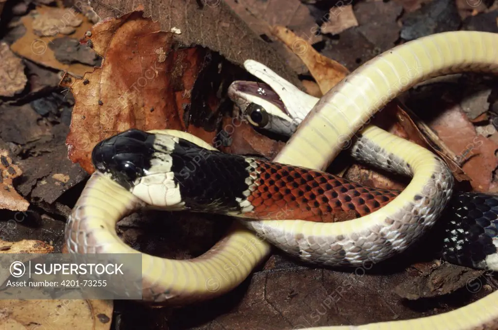 Bright-ringed Snake (Erythrolamprus bizonus) rear-fanged mimic of Coral Snake, preying on a Forest Racer (Dendrophidion vinitor) rainforest, Costa Rica