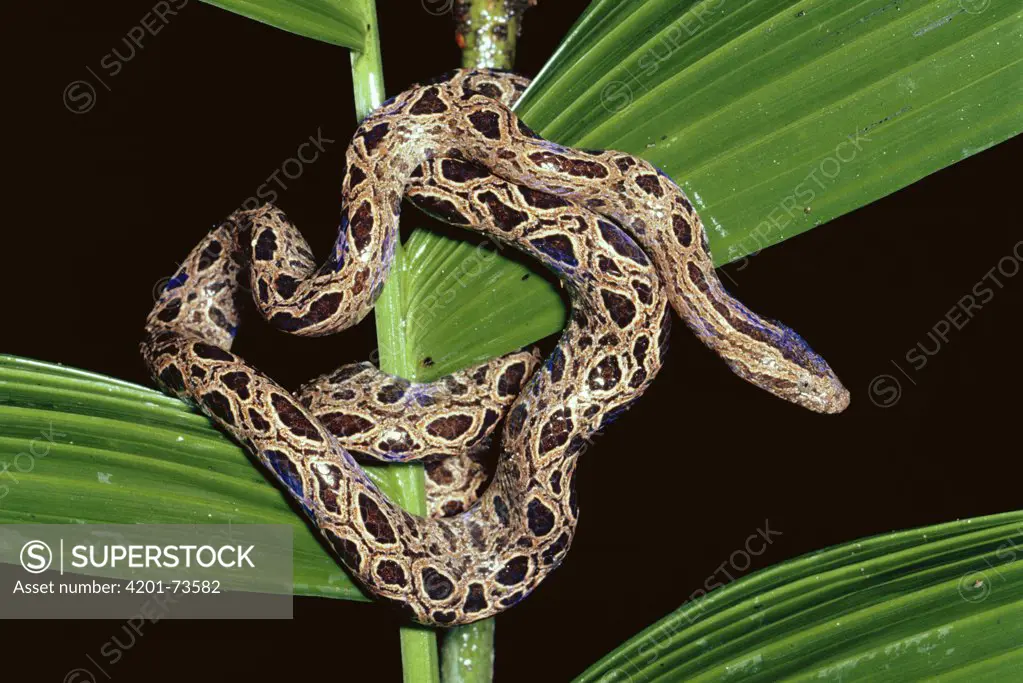 Panamanian Dwarf Boa (Ungaliophis panamensis) coiled around plant in rainforest, Costa Rica