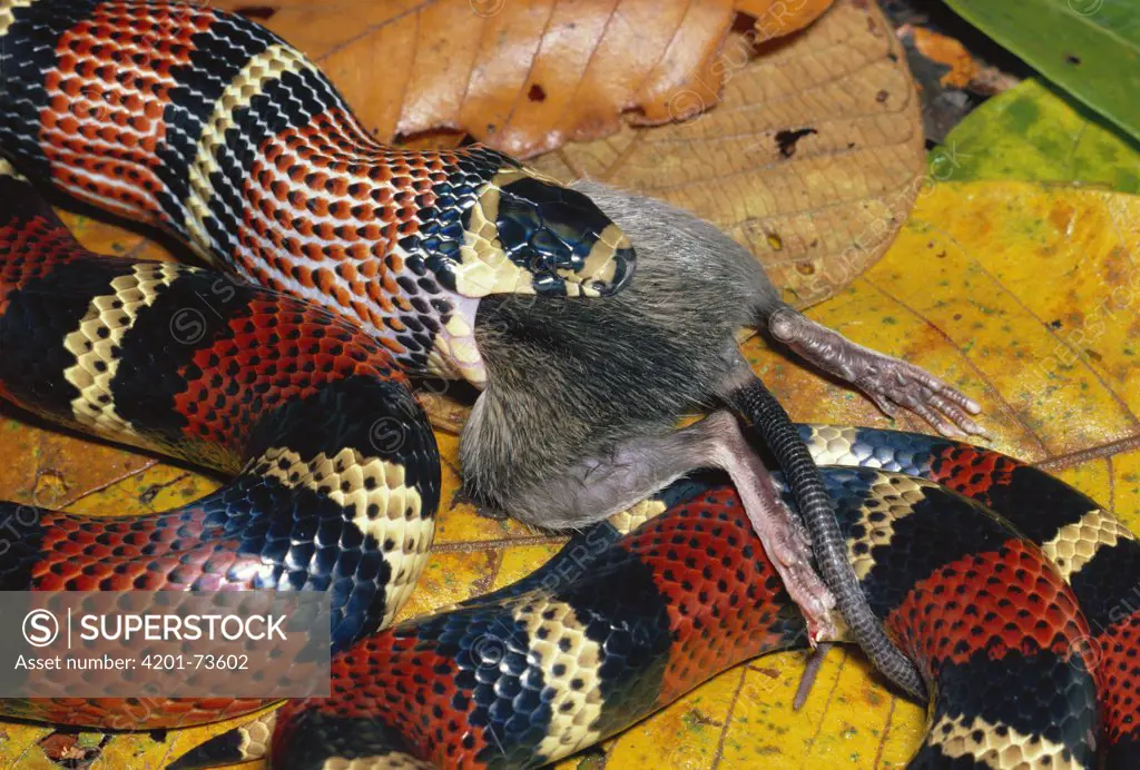 Milk Snake (Lampropeltis triangulum) a Kingsnake, harmless mimic
