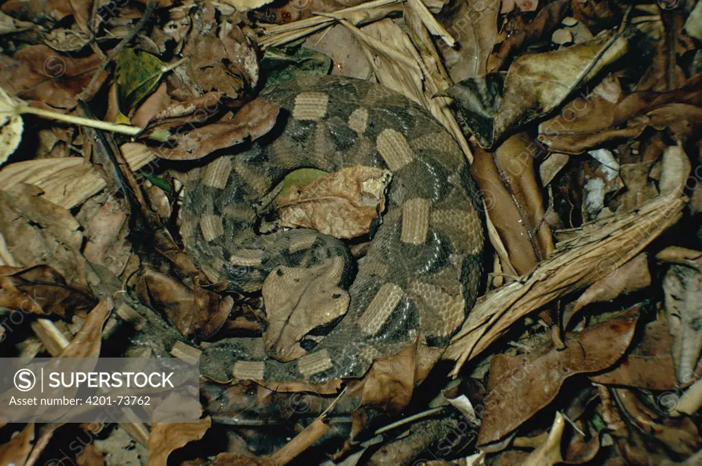 Gaboon Viper (Bitis gabonica) venomous snake camouflaged in leaf litter in the rainforest, Congo, Uganda