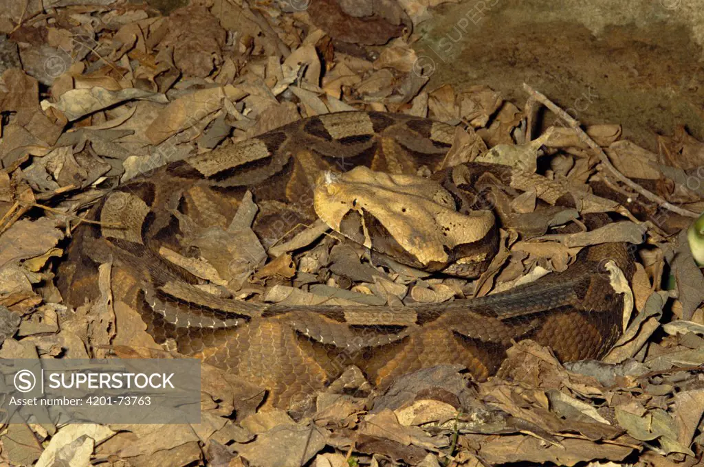 Gaboon Viper (Bitis gabonica) venomous snake camouflaged in leaf litter in the rainforest, Congo, Uganda