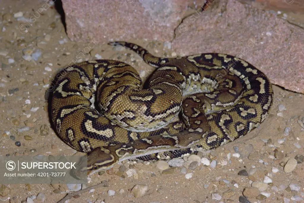 Angolan Python (Python anchietae) captive, Namibia