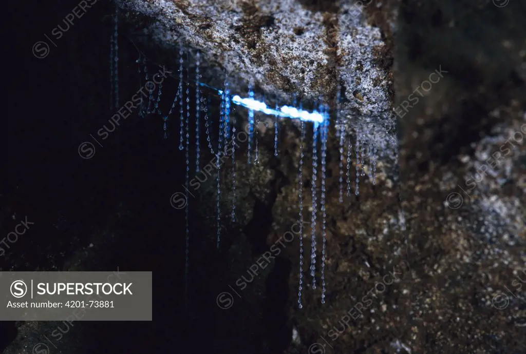 Common Glow Worm (Lampyris noctiluca) larva hanging from cave ceiling, Lamington National Park, Queensland, Australia