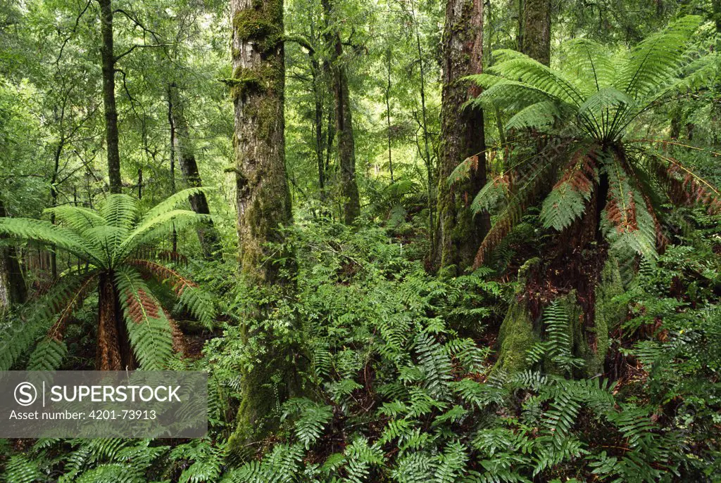 Mountain-ash (Eucalyptus regnans) and Southern Beech (Nothofagus sp) in temperate rainforest, Yarra Ranges National Park, Victoria, Australia