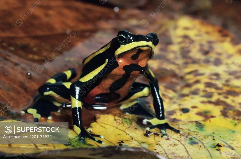 Harlequin Frog (Atelopus varius) displaying warning coloration, Monteverde, Costa Rica