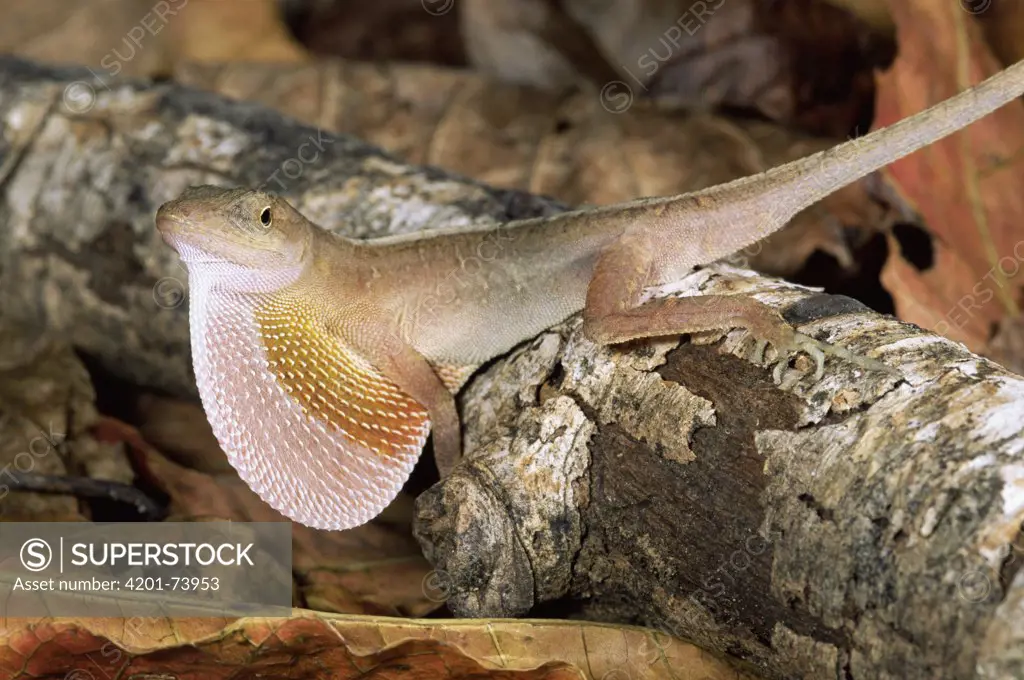 Dry Forest Anole (Norops cupreus) male displaying dewlap, Costa Rica