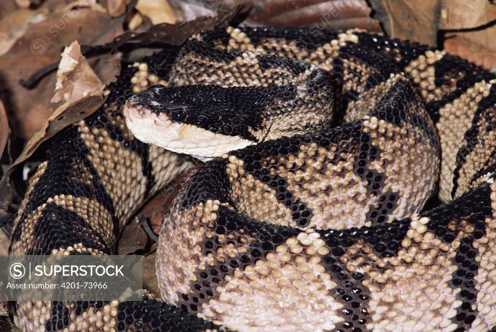 Bushmaster (Lachesis muta) two meters long, largest venomous snake in the world, Costa Rica