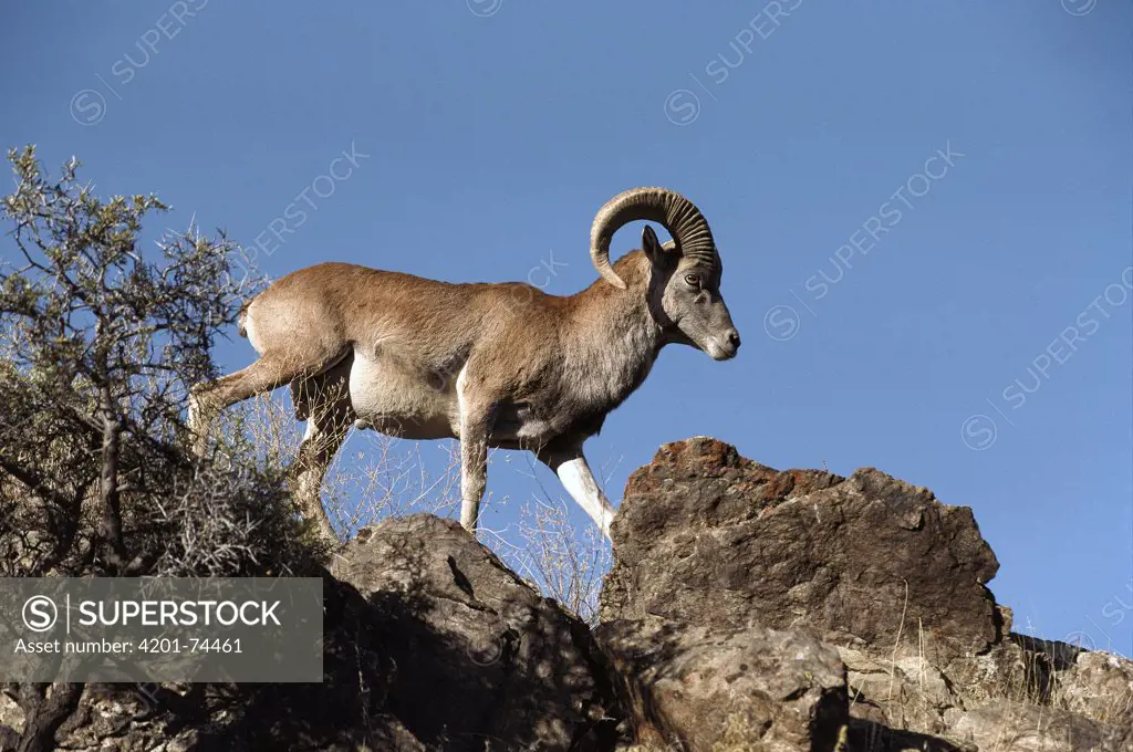 Afghan Urial (Ovis orientalis cycloceros) climbing amongst the rocks of the Nuratav Range, Uzbekistan