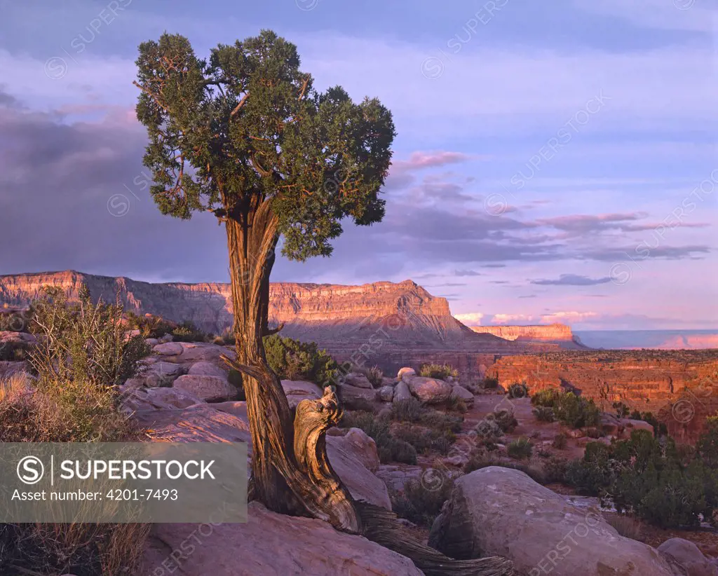 Single-leaf Pinyon Pine (Pinus monophylla) at Toroweap Overlook, Grand Canyon National Park, Arizona