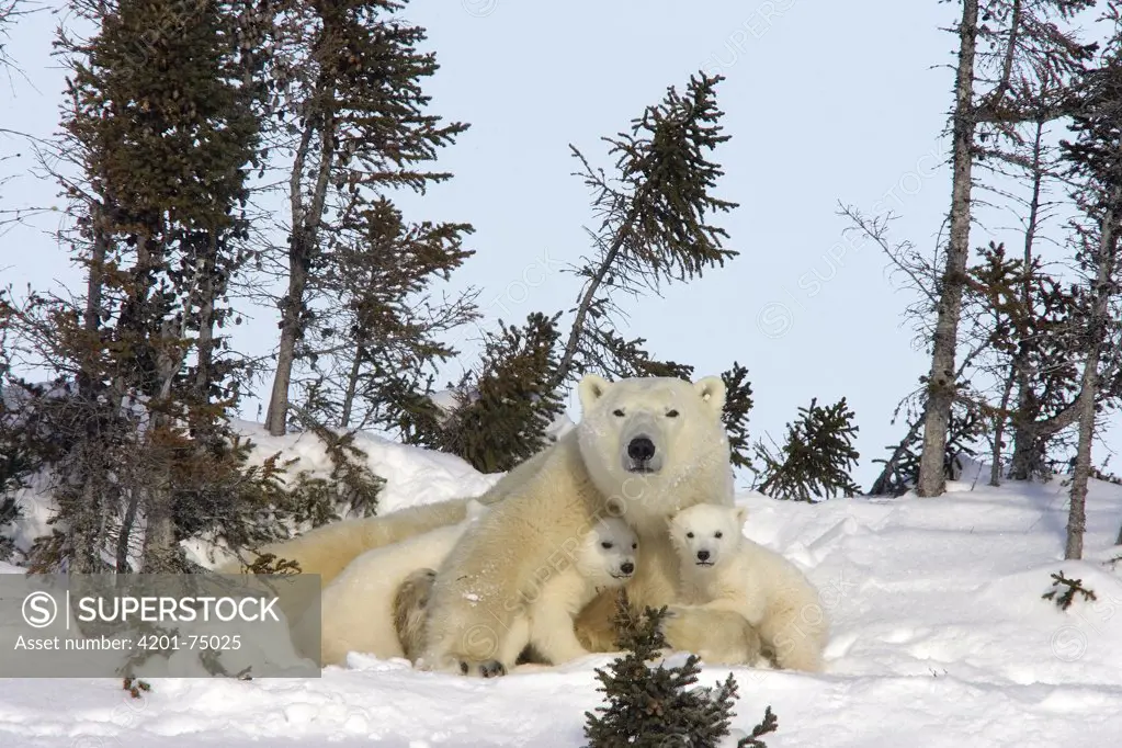 Polar Bear (Ursus maritimus) two three month old cubs and mother resting among white spruce, vulnerable, Wapusk National Park, Manitoba, Canada