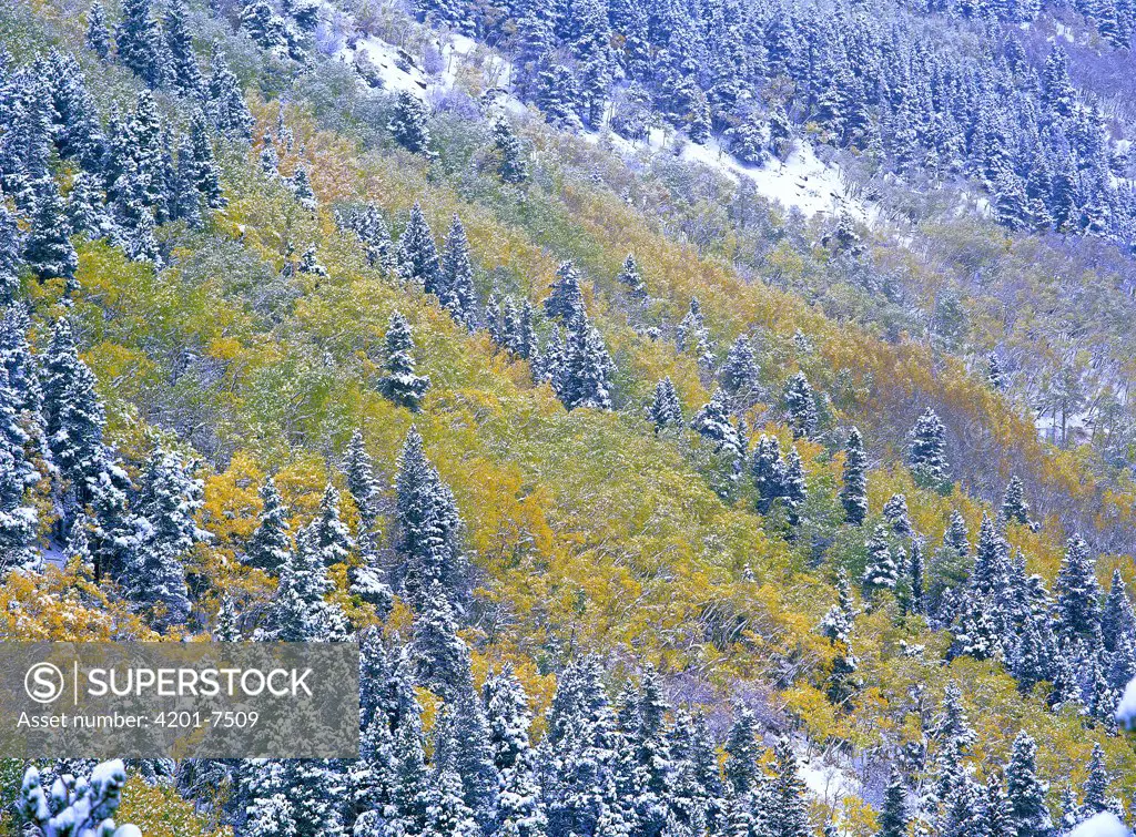 Aspen and Spruce trees dusted with snow, Rocky Mountain National Park, Colorado