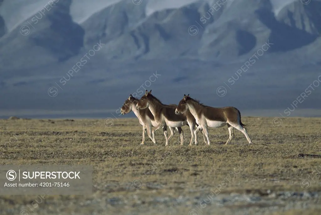 Tibetan Wild Ass (Equus hemionus kiang) three walking on grassy plain, Kekexili, Qinghai Province, China