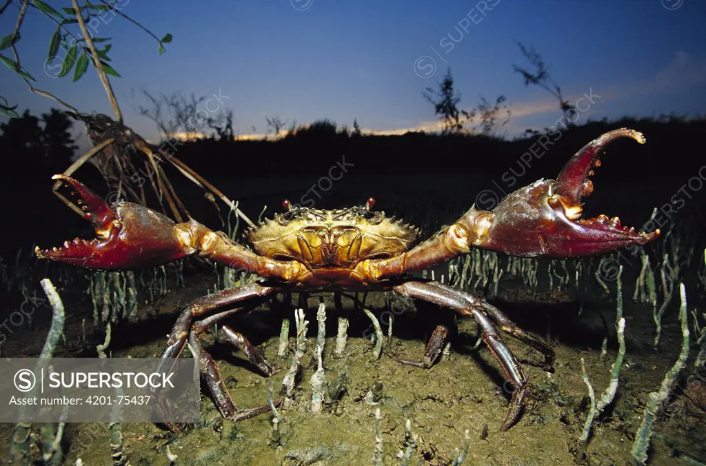 Giant Mud Crab (Scylla serrata) with claws spread wide in defensive posture, Mahakam Delta, Indonesia