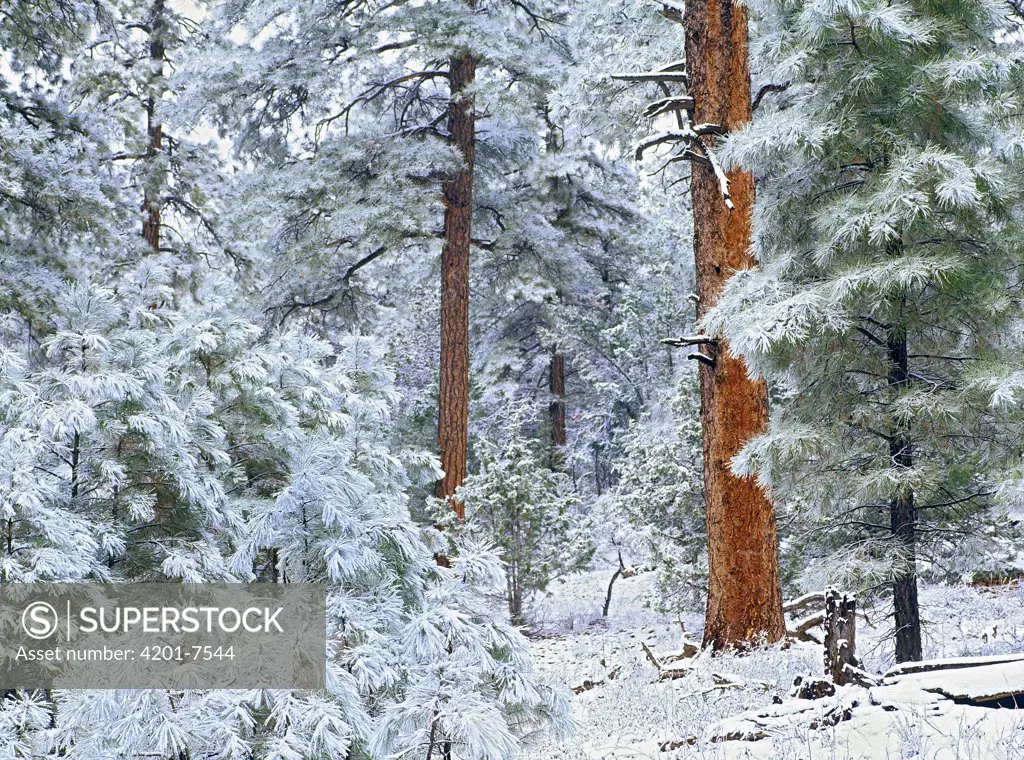 Ponderosa Pine (Pinus ponderosa) forest in snow, Grand Canyon National Park, Arizona