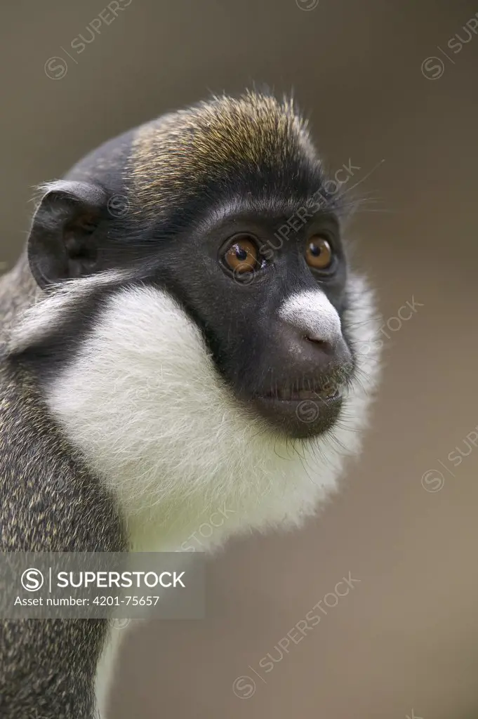 Lesser White-nosed Monkey (Cercopithecus petaurista) portrait, native to Africa