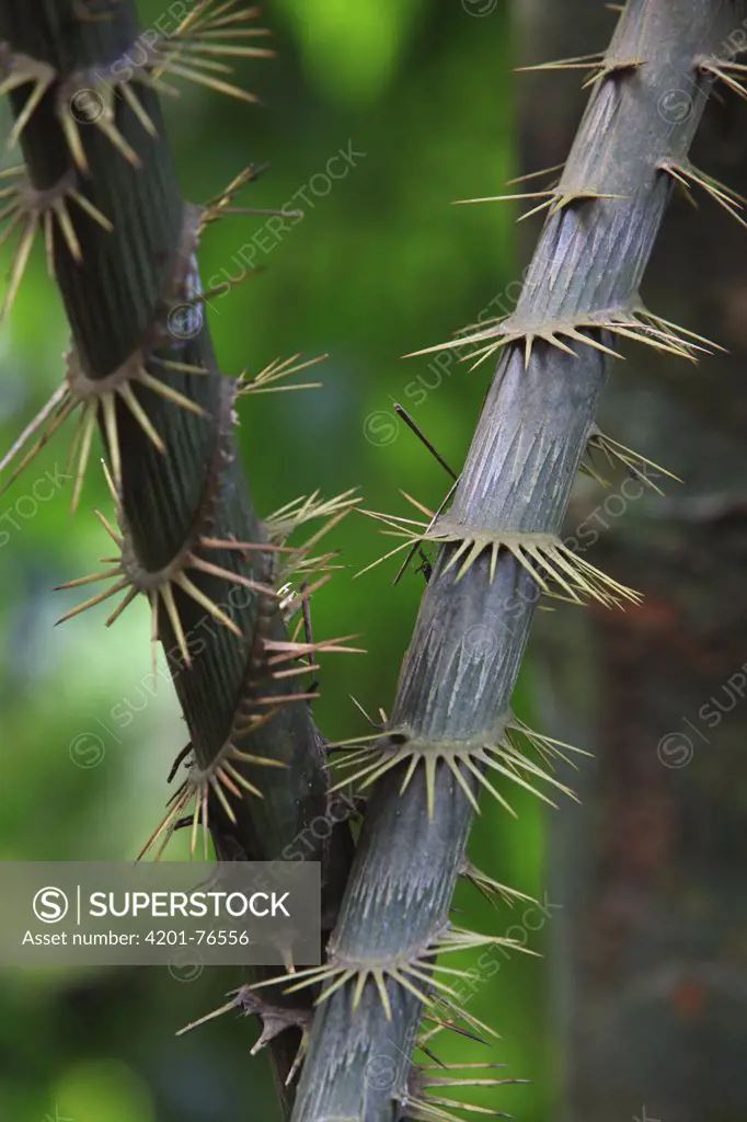 Rattan Palm (Calamus rotang) trunks, Gunung Leuser National Park, Sumatra, Indonesia