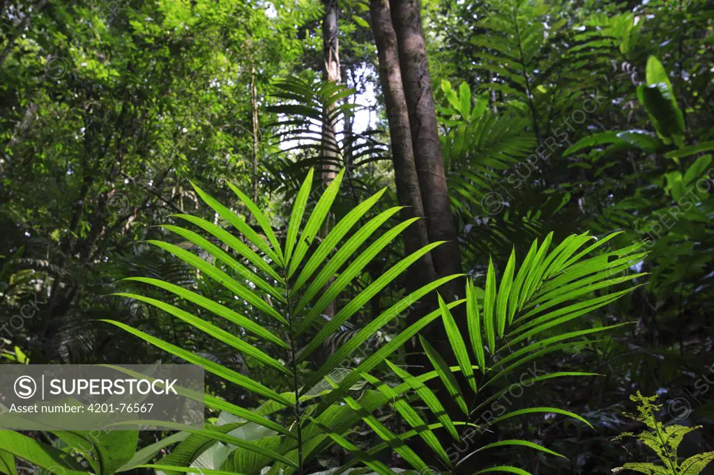 Rainforest interior, Bukit Barisan Selatan National Park, Sumatra, Indonesia