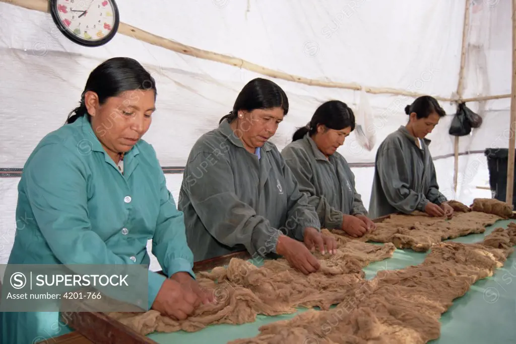 Vicuna (Vicugna vicugna) wool processing plant, women employed from Andean communities are sorting, cleaning and packaging fiber for export, Nazca, Peru