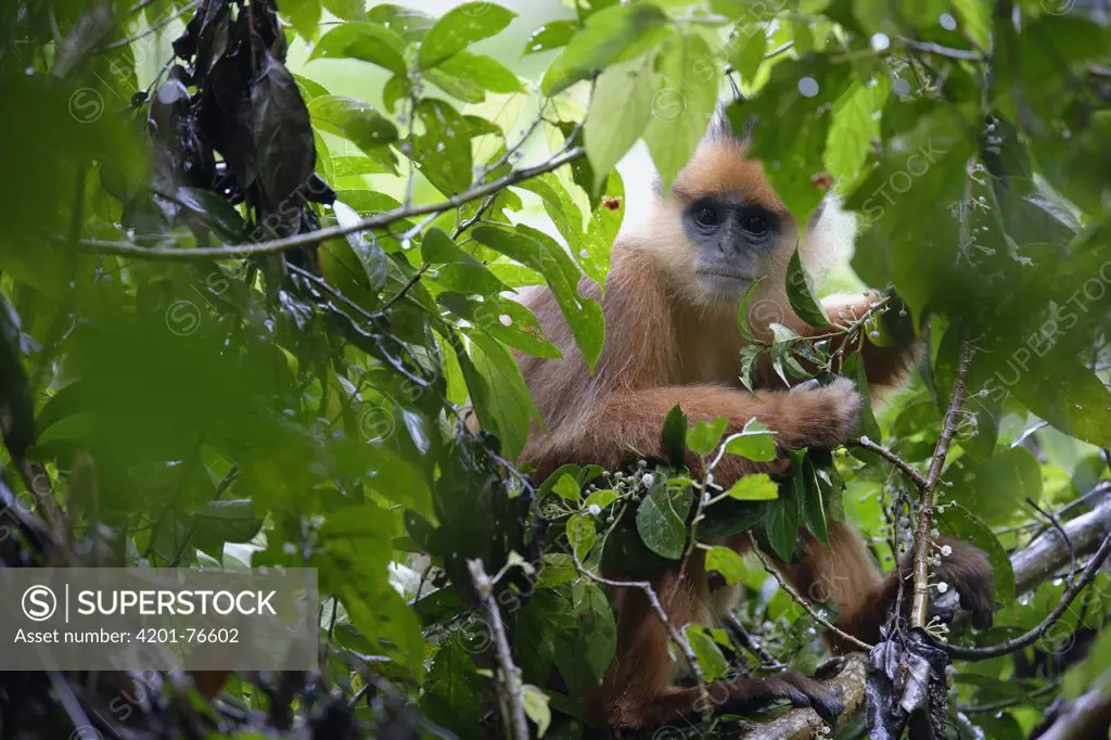 Banded Leaf Monkey (Presbytis melalophos), Maninjau Lake, Indonesia