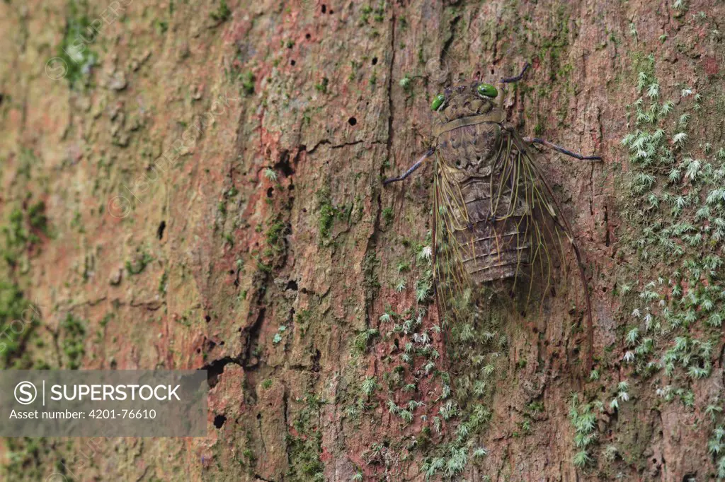 Cicada (Cicadidae) camouflaged on tree trunk, Gunung Leuser National Park, Sumatra, Indonesia