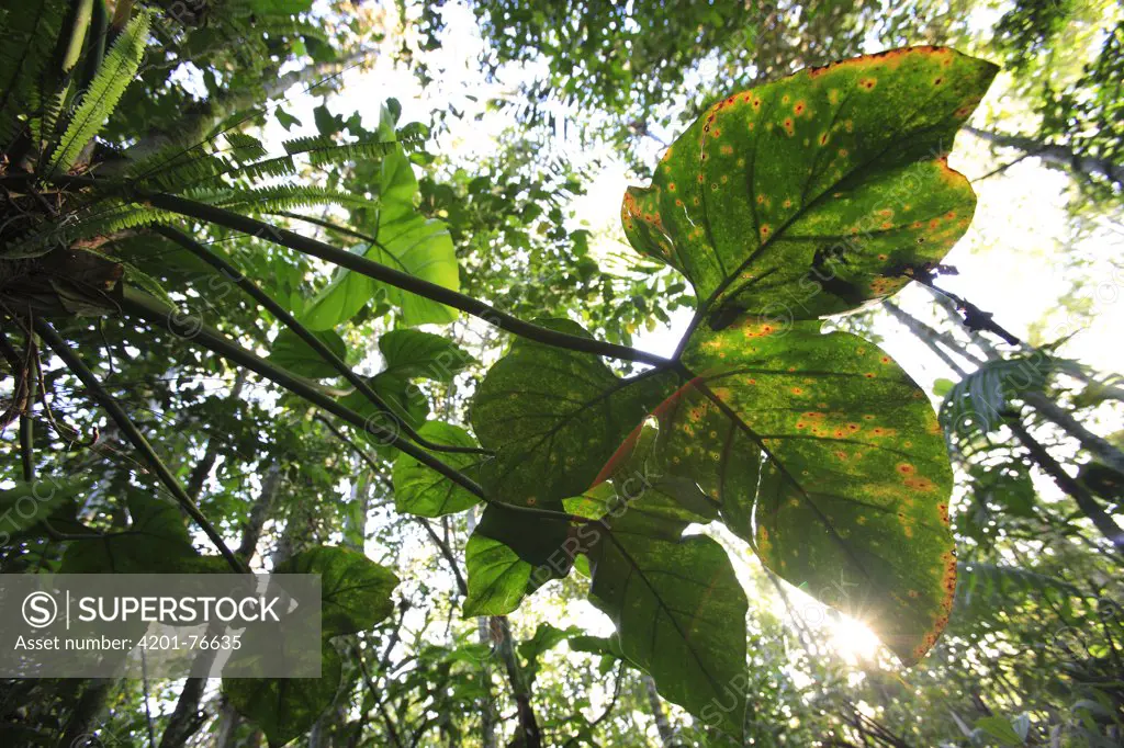 Rainforest interior, Peru