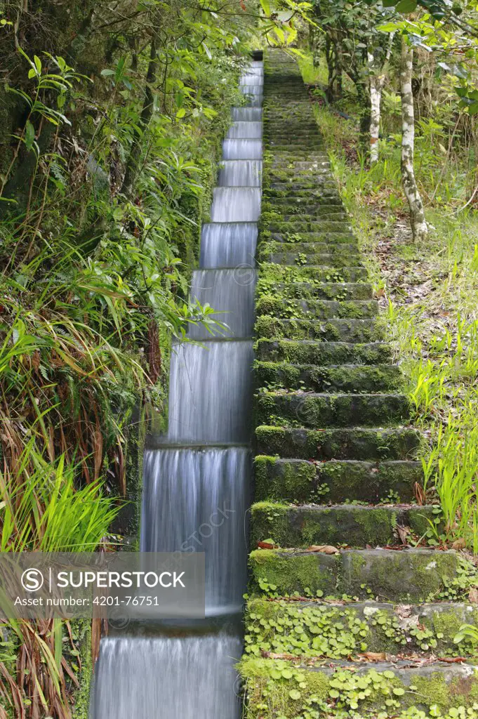 Small artificial canal called levada, part of an ancient irrigation system, flowing through a temperate primary forest called laurisilva, Madeira