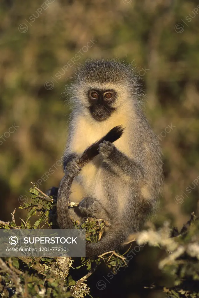 Black-faced Vervet Monkey (Cercopithecus aethiops) holding it's tail, eastern Cape, South Africa