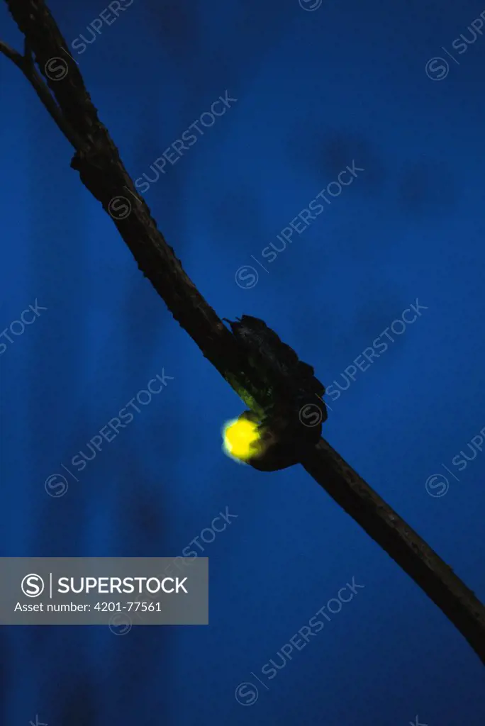 Douglas Fir Glow-worm (Pterotus obscuripennis) displaying bioluminescence at night, Tillamook State Forest, Oregon