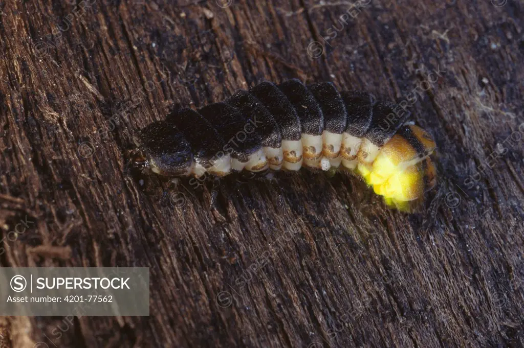 Douglas Fir Glow-worm (Pterotus obscuripennis) displaying bioluminescence, Tillamook State Forest, Oregon