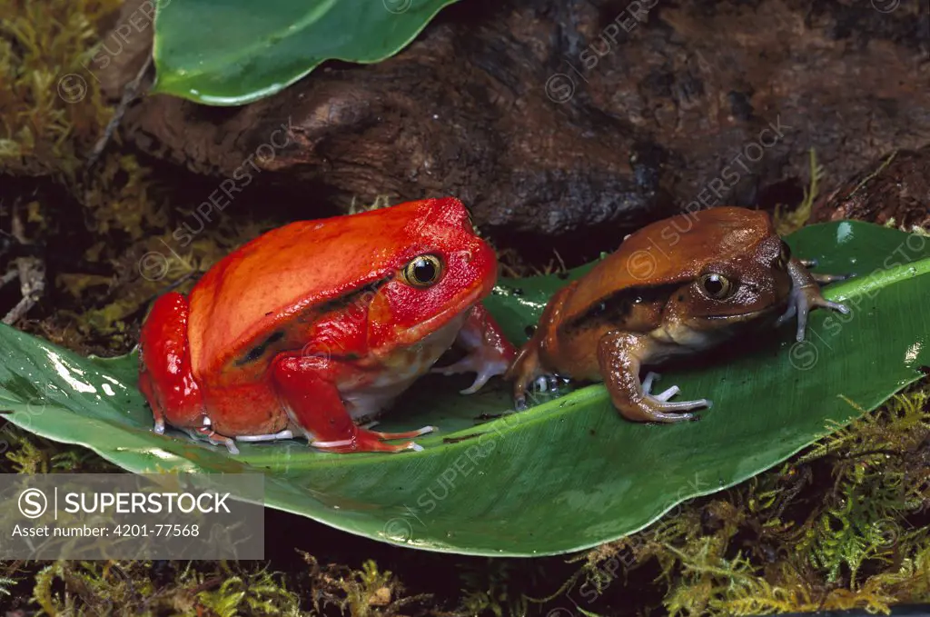 Tomato Frog (Dyscophus antongilii) female with smaller male showing sexual dimorphism, very rare in nature, native to Madagascar