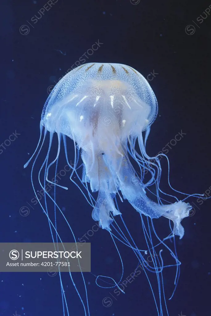 Sea Nettle (Chrysaora quinquecirrha) common species in Caribbean, US Atlantic Ocean and Gulf of Mexico