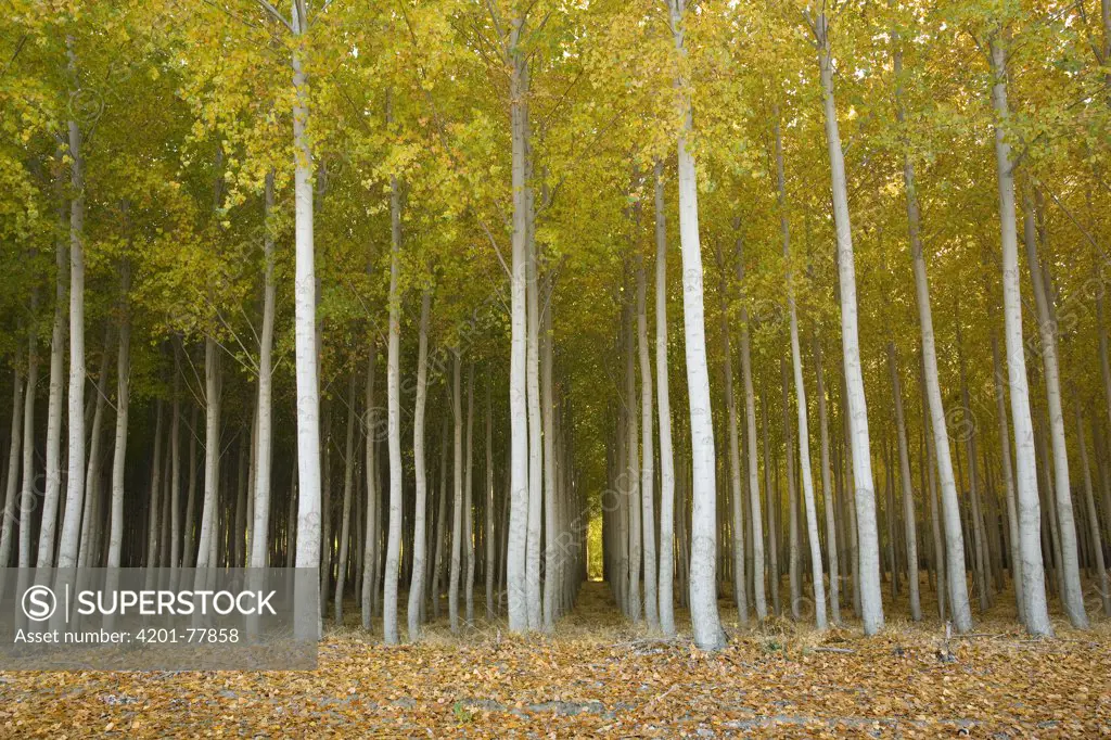 Cottonwood (Populus sp) hybrid tree farm grown for pulp and fiber, primarily for paper production, Washington