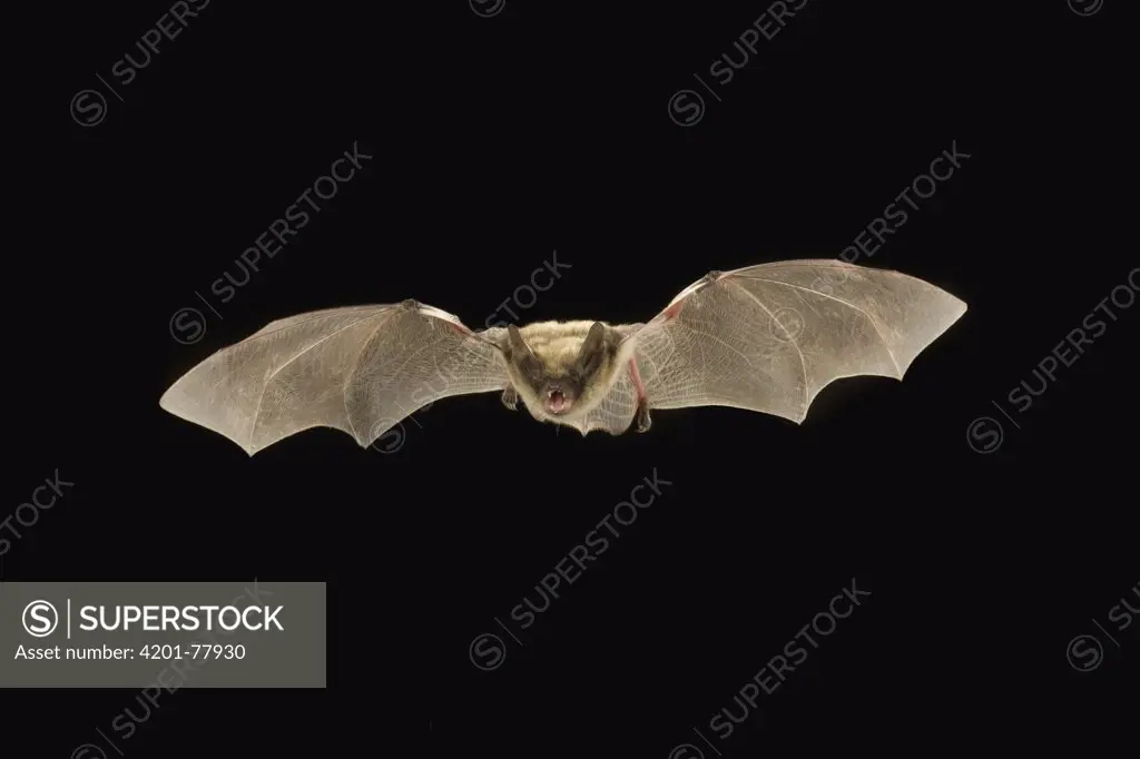 Fringed Myotis (Myotis thysanodes) bat flying at night, Coconino National Forest, Arizona