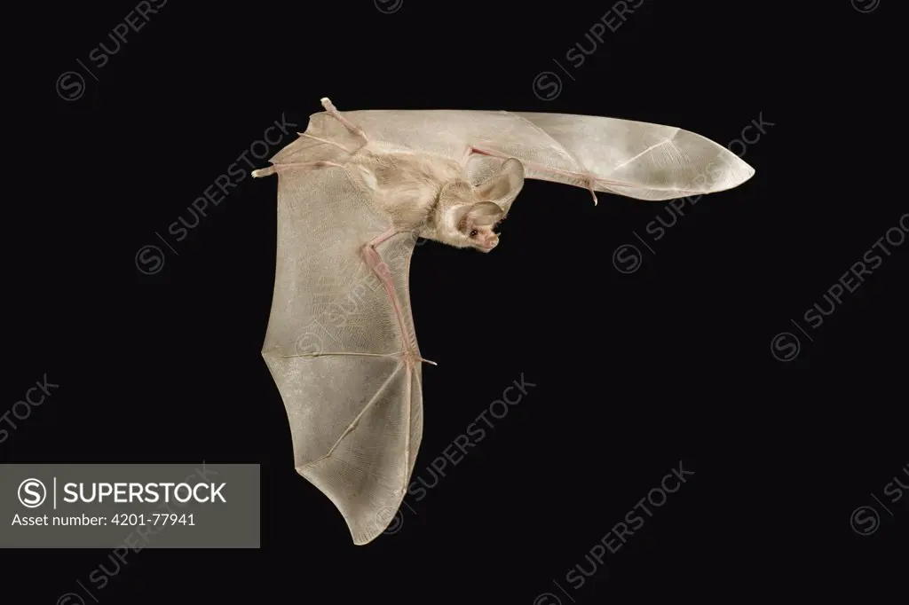 California Leaf-nosed Bat (Macrotus californicus) flying at night, Copper Mountains, Cabeza Prieta National Wildlife Refuge, Arizona