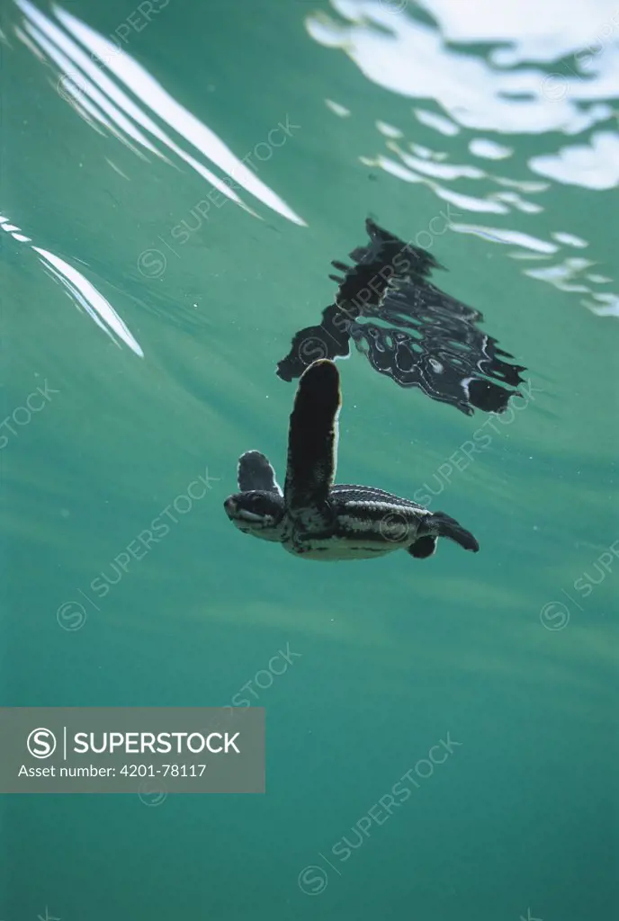 Leatherback Sea Turtle (Dermochelys coriacea) underwater view of swimming hatchling, Huon Gulf, Papua New Guinea