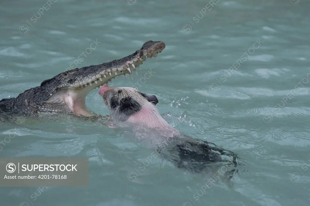 Crocodiles NT: Croc snapped eating pig at popular NT fishing competition  the Barra Nats