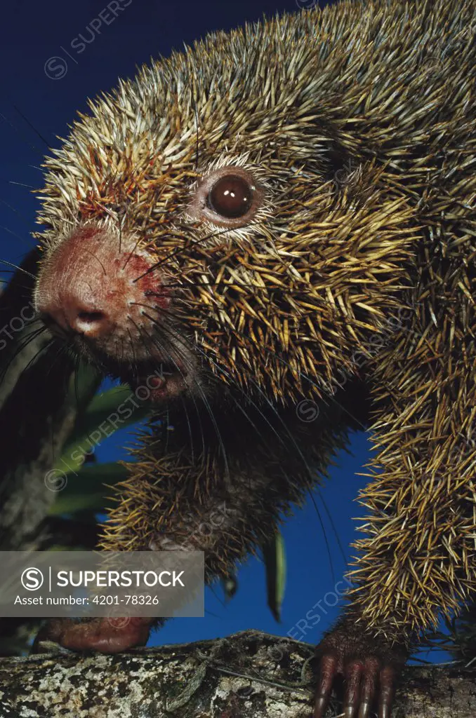 Thin-spined Porcupine (Chaetomys subspinosus) nocturnal animal once thought to be extinct, Atlantic Forest, Espirito Santo, Brazil