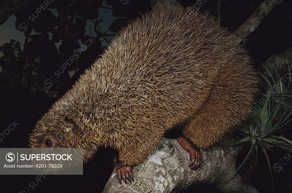 Thin-spined Porcupine (Chaetomys subspinosus) nocturnal animal once thought to be extinct, Atlantic Forest, Espirito Santo, Brazil