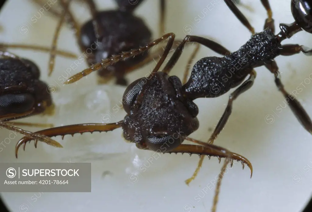 Antler Jawed Ant (Myrmoteras toro) with one mandible cocked, Lore Lindu National Park, Sulawesi, Indonesia