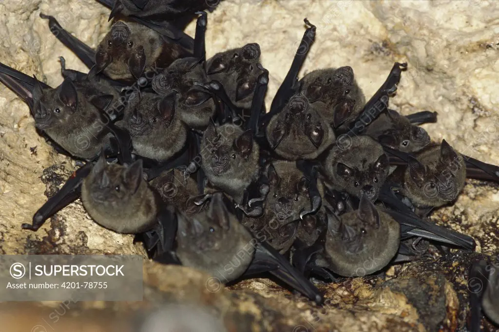 Jamaican Fruit-eating Bat (Artibeus jamaicensis) colony roosting in cave, Barro Colorado Island, Panama