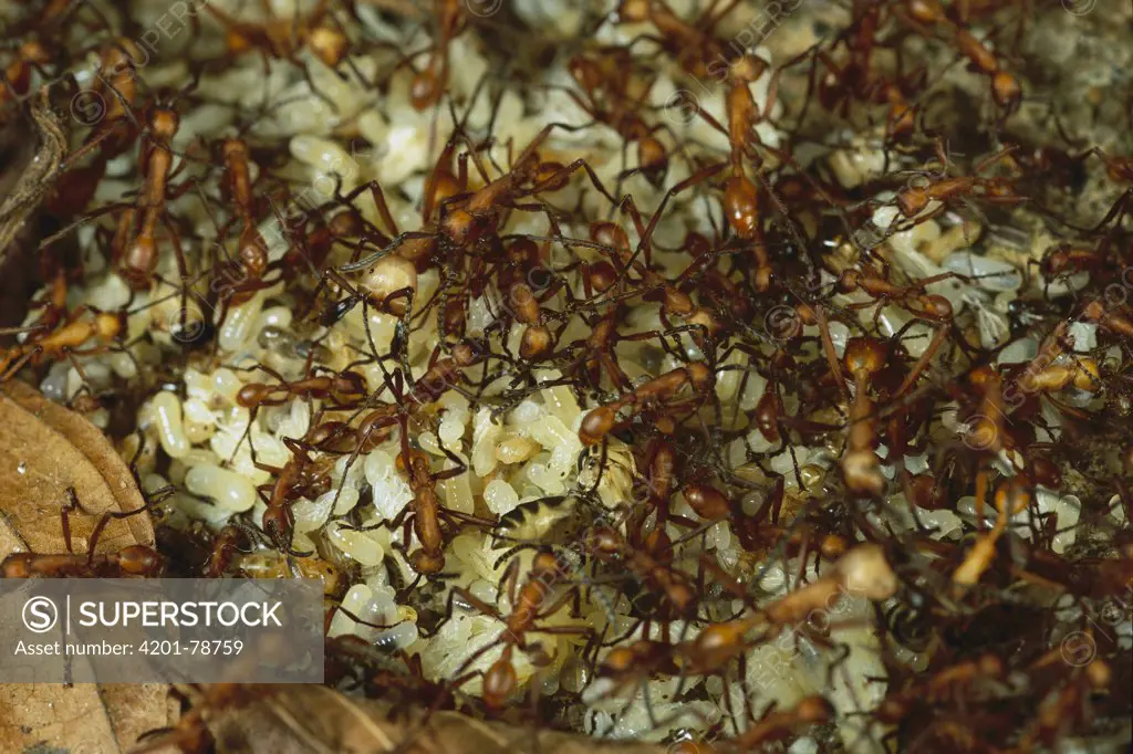 Army Ant (Eciton hamatum) food cache of army ants, where food is stored during a raid to be more efficient in transporting food back to nest, Barro Colorado Island, Panama