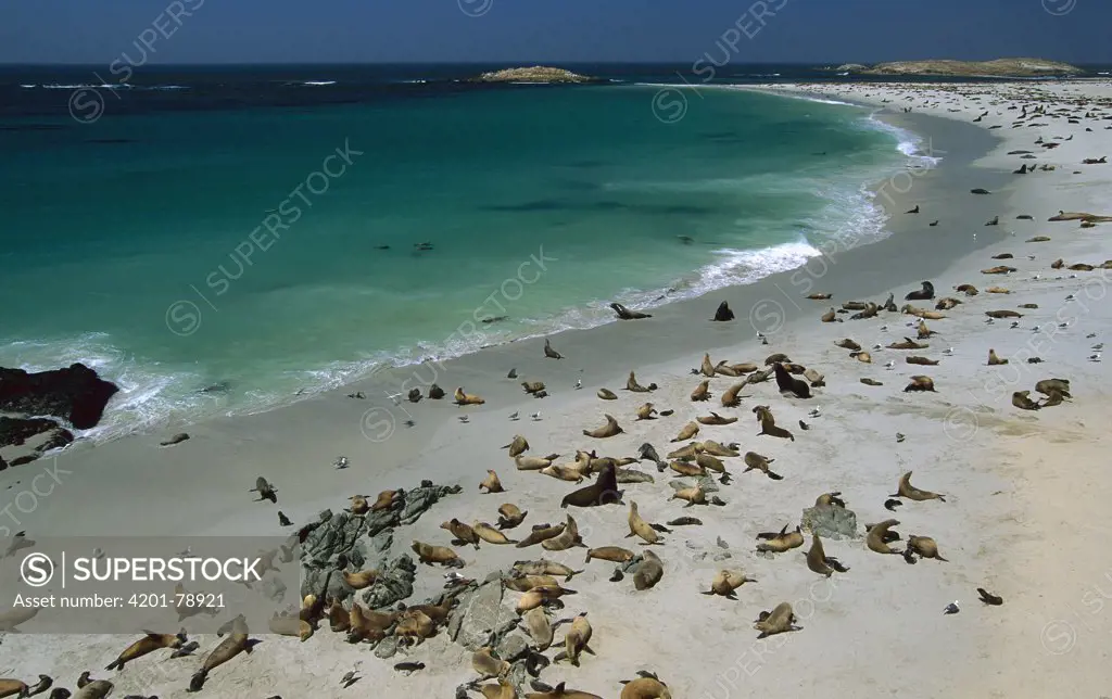 California Sea Lion (Zalophus californianus) rookery at Point Bennet on San Miguel Island, Channel Islands National Park, California