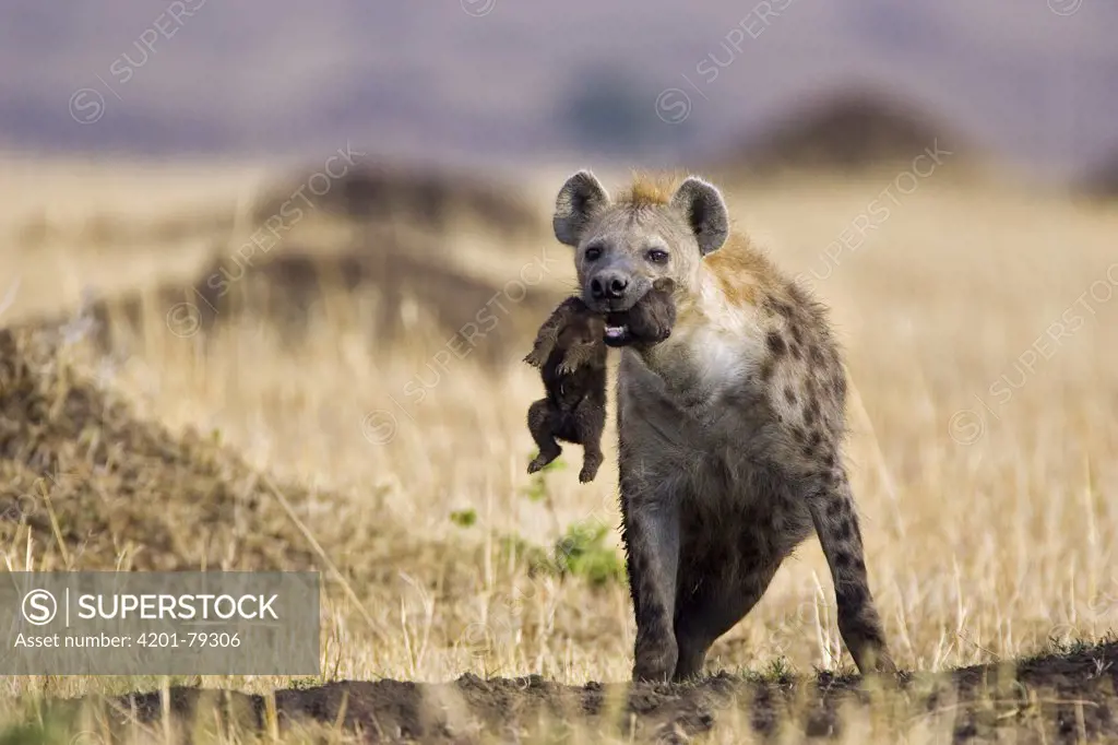 Spotted Hyena (Crocuta crocuta) mother carrying 3 to 4 day old cub, Masai Mara National Reserve, Kenya