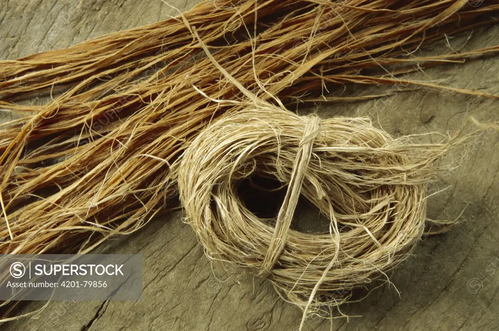 Baobab (Adansonia digitata) bark, used to make rope, Sahel Desert, Mali, west Africa